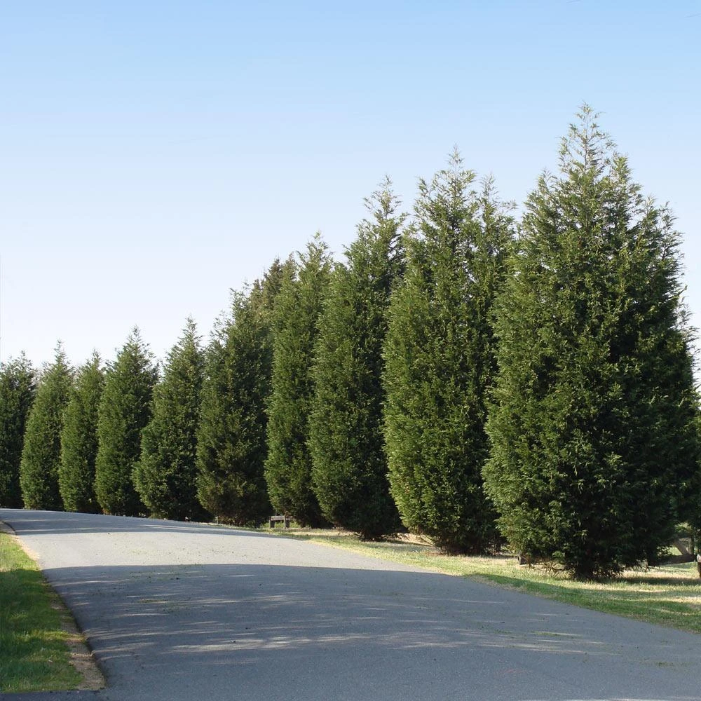 'Techny' Cold Hardy Thuja Tree 2 'Techny' Cold Hardy Thuja Tree - Image 2