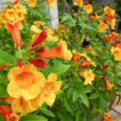 Orange Jubilee Tecoma -Flourish Garden Tecoma Orange jubilee 1