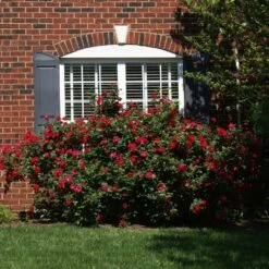 The Grand Champion™ Rose -Flourish Garden The Grand Champion Rose 1