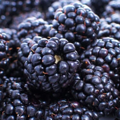 Thornless Blackberry -Flourish Garden Thornless Blackberry 1