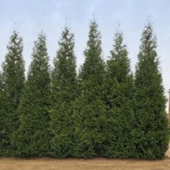 Junior Giant Thuja Tree 7 Junior Giant Thuja Tree -Flourish Garden Thuja Junior Giant BB 2