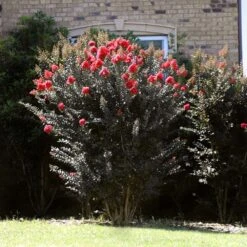 Thunderstruck™ Coral Boom™ Crape Myrtle Tree -Flourish Garden Thunderstruck Coral Bloom 2
