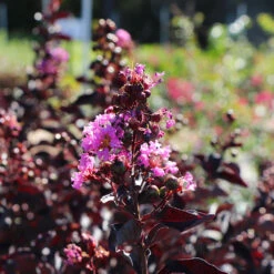 Thunderstruck™ Lavender Blast™ Crape Myrtle Tree -Flourish Garden Thunderstruck Lavender Blast 5 FGT