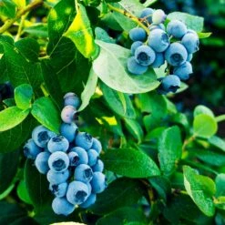 Tifblue Blueberry - USDA Organic 9 Tifblue Blueberry - USDA Organic -Flourish Garden TifBlue Blueberry 1 4abf087f 55f9 47be 9859 69b1a07bf8d8