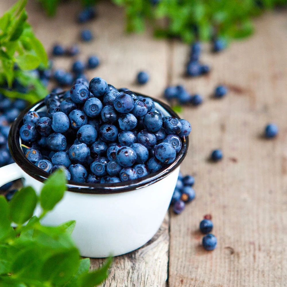 Tifblue Blueberry - USDA Organic 2 Tifblue Blueberry - USDA Organic - Image 2