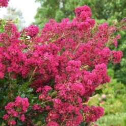 Tonto Crape Myrtle Tree -Flourish Garden Tonto Crape Myrtle 5 FGT