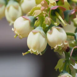 Top Hat Blueberry Bush -Flourish Garden TopHat BLueberry 3