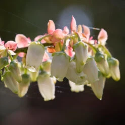 Toro Blueberry Bush - USDA Organic -Flourish Garden Toro Blueberry 3 1cbc3ceb 6262 43bb 917a 490851827d67