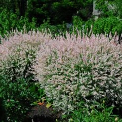 Tri-Color Dappled Willow -Flourish Garden Tri Color Willow Shrub 2