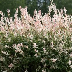 Tri-Color Willow Tree -Flourish Garden Tri color Willow 1 FGT 7d486ca6 2975 4fd2 8639 4e87e9aac05c