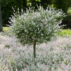 Tri-Color Dappled Willow -Flourish Garden Tri color Willow Tree 7 8c2e9f4b 8b40 4a21 a964 cb707edd1954