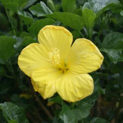 Yellow Tropical Hibiscus Tree -Flourish Garden Tropical Hibiscus Yellow 3