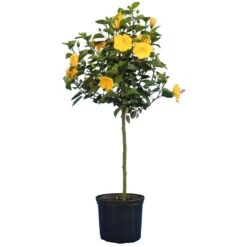 Yellow Tropical Hibiscus Tree -Flourish Garden Tropical Hibiscus Yellow 4