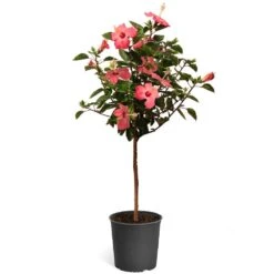 Pink Tropical Hibiscus Tree -Flourish Garden Tropical Pink Hibiscus 2