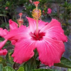 Pink Tropical Hibiscus Tree -Flourish Garden Tropical Pink Hibiscus 3 FGT