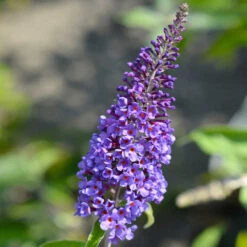 True Blue Butterfly Bush (Tree Form) -Flourish Garden True Blue Butterfly 3 BB