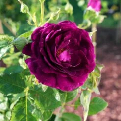Twilight Rose Shrub 5 Twilight Rose Shrub -Flourish Garden Twilight Rose Shrub 1