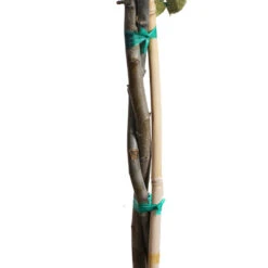 Braeburn & Gala Twisted Apple Tree -Flourish Garden Twisted Apple CU