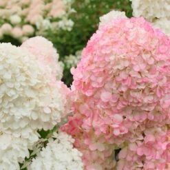 Vanilla Strawberry™ Hydrangea Shrub -Flourish Garden Vanilla Strawberry Hydrangea 2 FGT