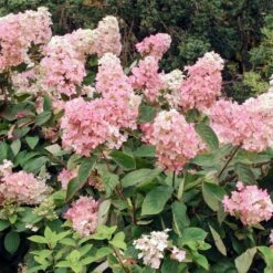 Vanilla Strawberry™ Hydrangea Shrub -Flourish Garden Vanilla Strawberry Hydrangea 3 FGT