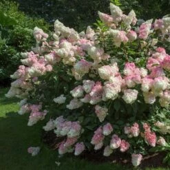 Front Page 17 Vanilla Strawberry™ Hydrangea Shrub