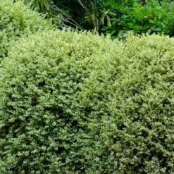 Variegated Boxwood Shrub 6 Variegated Boxwood Shrub -Flourish Garden Variegated Boxwood 1