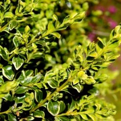 Variegated Boxwood Shrub 7 Variegated Boxwood Shrub -Flourish Garden Variegated Boxwood 4 FGT