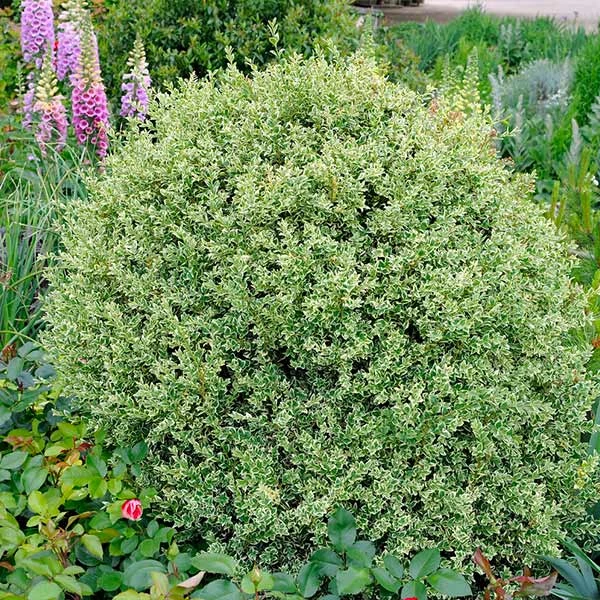 Variegated Boxwood Shrub 1 Variegated Boxwood Shrub
