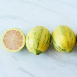 Pink Variegated Eureka Lemon Bush 6 Pink Variegated Eureka Lemon Bush -Flourish Garden Variegated Pink Eureka 2 BB