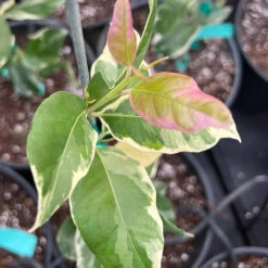 Pink Variegated Eureka Lemon Bush 7 Pink Variegated Eureka Lemon Bush -Flourish Garden Variegated Pink Eureka 7 dbfb1cfe f5d9 45c1 aac9 7809e00cecc3