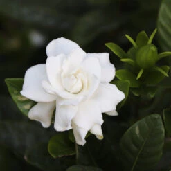 Gardenia 'Veitchii' Shrub 5 Gardenia 'Veitchii' Shrub -Flourish Garden Veitchii Gardenia 2 FGT