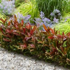 Front Page -Flourish Garden Viburnum Coppertop 1