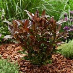 Coppertop® Sweet Viburnum Shrub -Flourish Garden Viburnum Coppertop 2