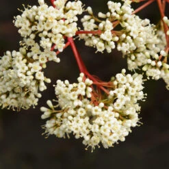 Coppertop® Sweet Viburnum Shrub -Flourish Garden Viburnum Coppertop 3