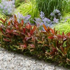 Front Page 13 Coppertop® Sweet Viburnum Shrub