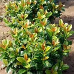 Volcano Cherry Laurel -Flourish Garden Volcano Laurel 4
