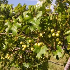 Wine Lover's Kit -Flourish Garden WIne Lovers Kit 2