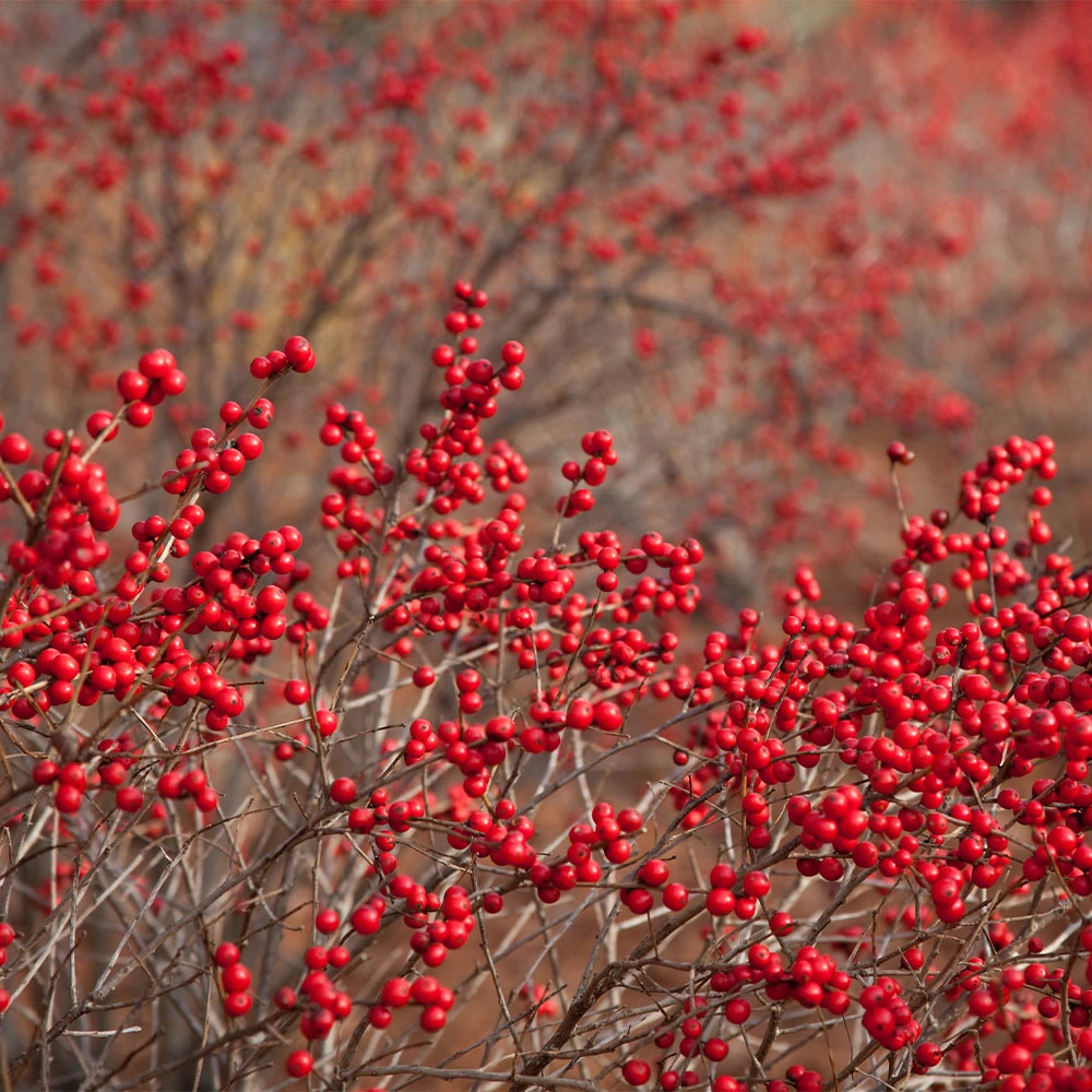 Winter Red Winterberry Holly Shrub 4 Winter Red Winterberry Holly Shrub - Image 4