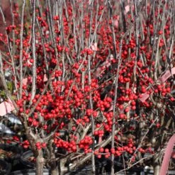 Winter Red Winterberry Holly Shrub 12 Winter Red Winterberry Holly Shrub -Flourish Garden WInter Red winterberry 3G