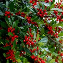 Winter Red Winterberry Holly Shrub 9 Winter Red Winterberry Holly Shrub -Flourish Garden WInter Red winterberry 6