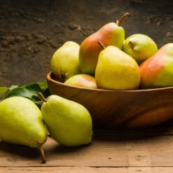 Warren Pear Tree 7 Warren Pear Tree -Flourish Garden Warren Pear Tree 1