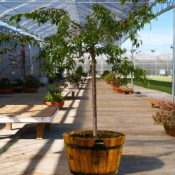 Weeping Extraordinaire™ Cherry Tree -Flourish Garden Weeping Extraordinaire Cherry 1