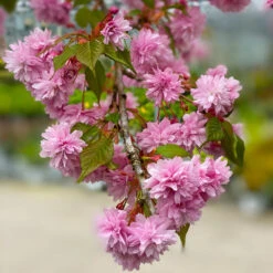 Weeping Extraordinaire™ Cherry Tree -Flourish Garden Weeping Extraordinaire Cherry 2