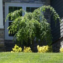 Weeping Extraordinaire™ Cherry Tree -Flourish Garden Weeping Extraordinaire Cherry 4