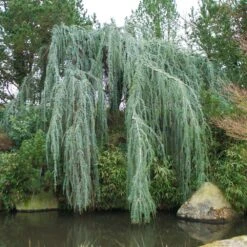 Weeping Blue Atlas Cedar Tree 7 Weeping Blue Atlas Cedar Tree -Flourish Garden Weeping Blue atlas Cedar 1