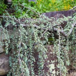 Weeping Blue Atlas Cedar Tree 6 Weeping Blue Atlas Cedar Tree -Flourish Garden Weeping Blue atlas Cedar 5 FGT
