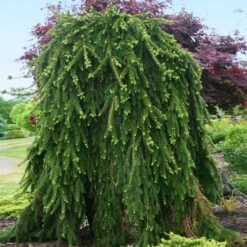 Weeping Norway Spruce Tree 5 Weeping Norway Spruce Tree -Flourish Garden Weeping Norway SPruce 2