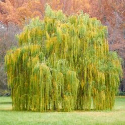 Weeping Willow 9 Weeping Willow -Flourish Garden Weeping Willow 11 FGT