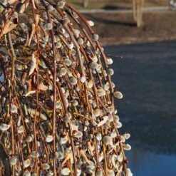 Weeping Pussy Willow -Flourish Garden Weeping pussy willow 2 FGT