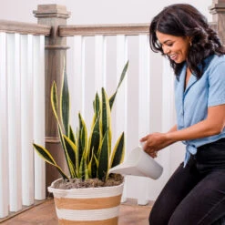 Air-Purifying House Plant Kit -Flourish Garden Whie Watering Can 2 af5196b4 a77c 4b15 b895 8aae9ad1b861